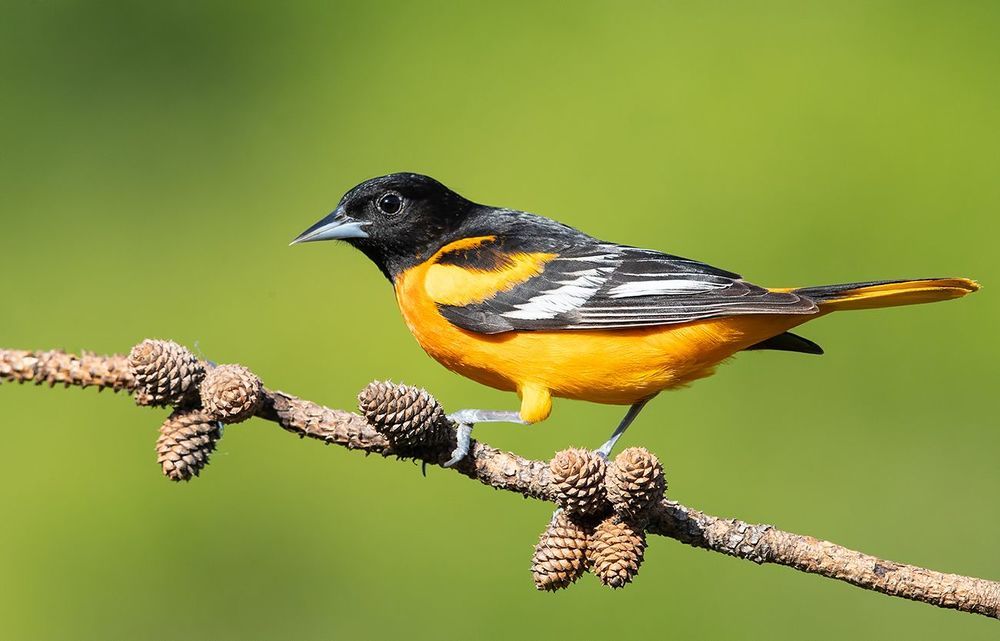 Baltimore Oriole. Балтиморская иволга или Балтиморский цветной трупиал