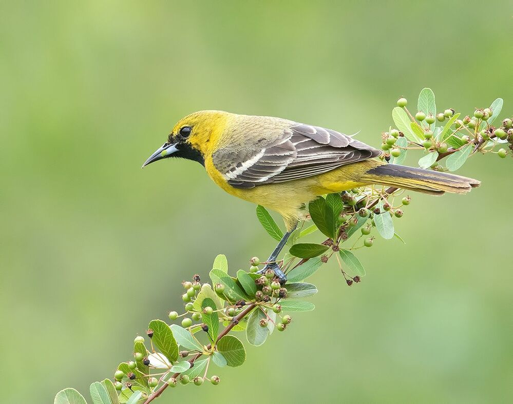Cадовый цветной трупиал  - Orchard Oriole