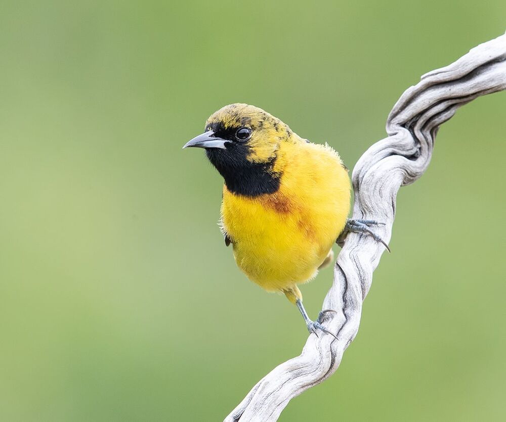 First summer male orchard oriole