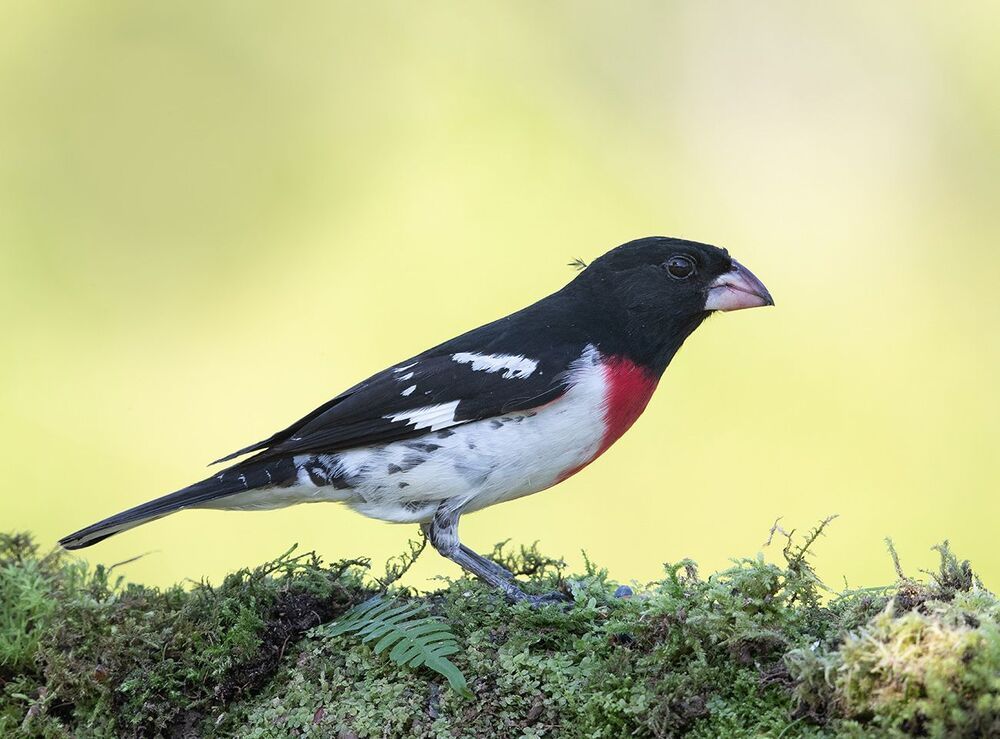 Красногрудый дубоносовый кардинал  - Rose-breasted Grosbeak male and female