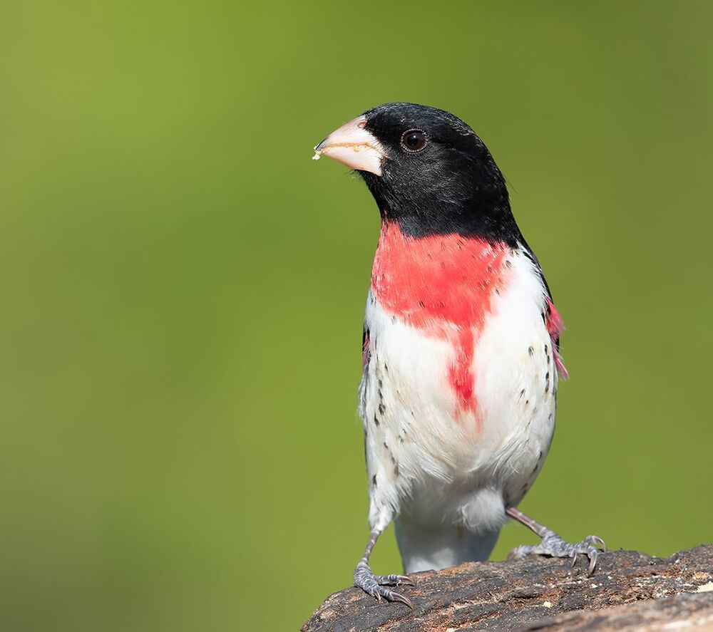 Красногрудый дубоносовый кардинал  - Rose-breasted Grosbeak male and female