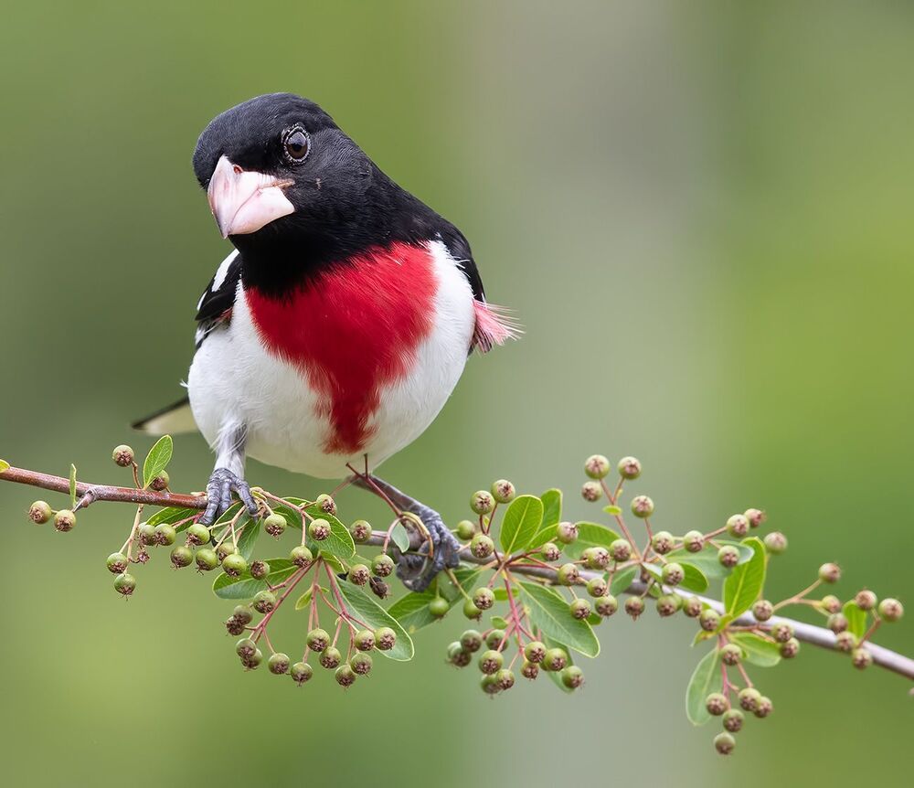 Красногрудый дубоносовый кардинал  - Rose-breasted Grosbeak male and female