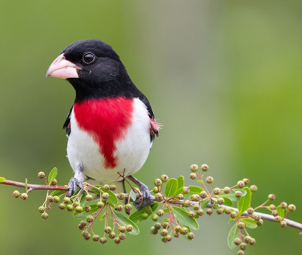 Красногрудый дубоносовый кардинал  - Rose-breasted Grosbeak male and female