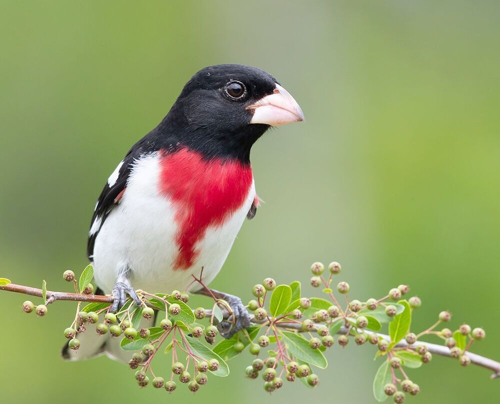 Красногрудый дубоносовый кардинал  - Rose-breasted Grosbeak male and female