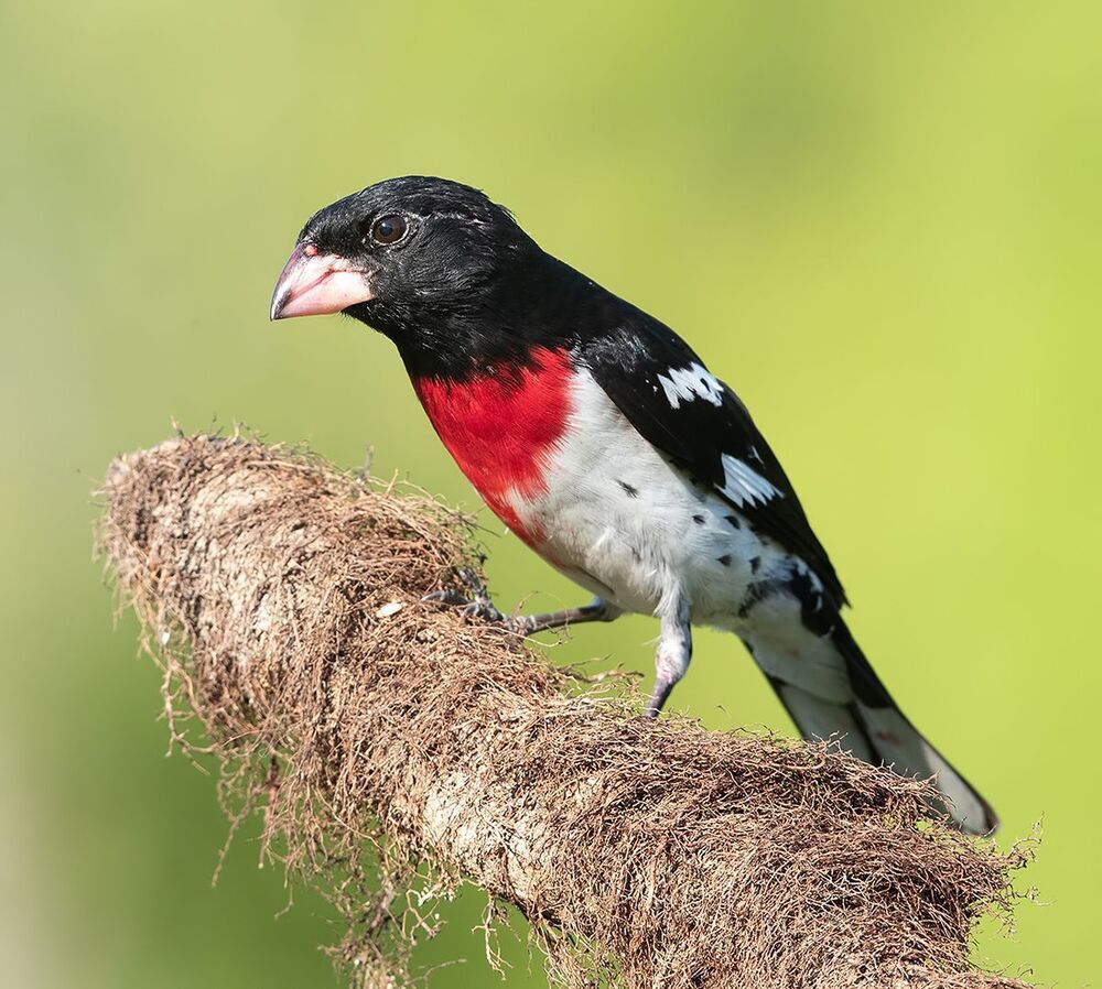 Красногрудый дубоносовый кардинал  - Rose-breasted Grosbeak male and female