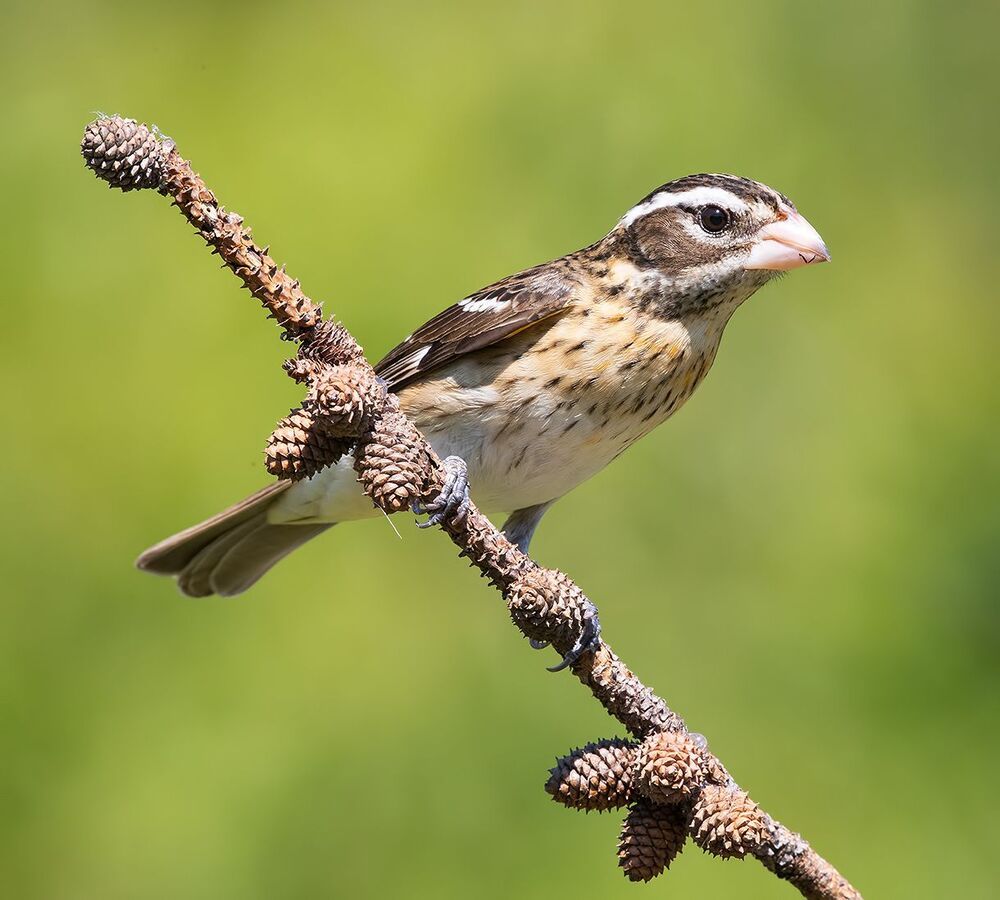 Красногрудый дубоносовый кардинал  - Rose-breasted Grosbeak male and female