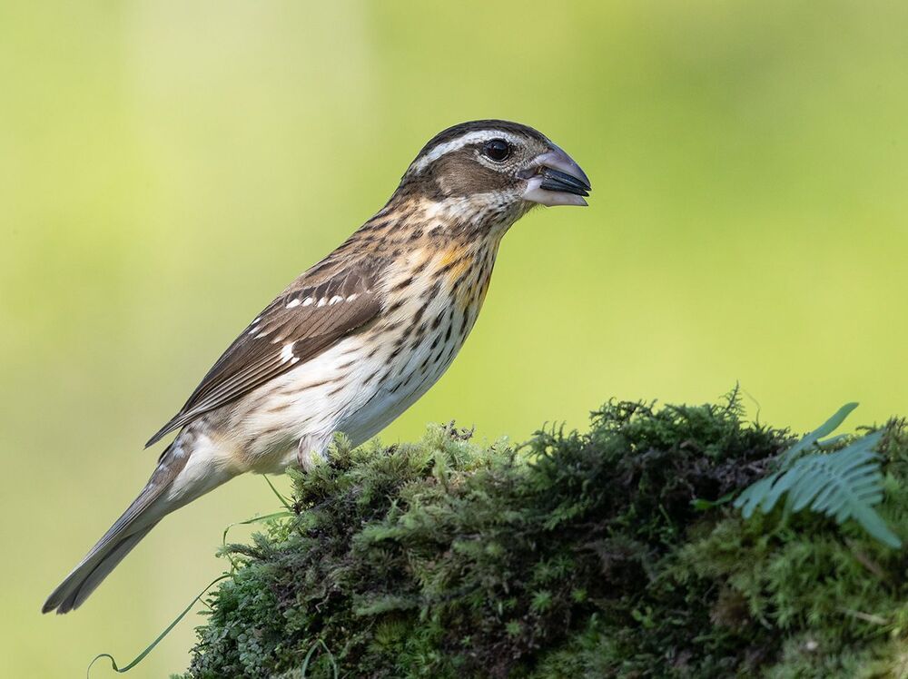 Красногрудый дубоносовый кардинал  - Rose-breasted Grosbeak male and female