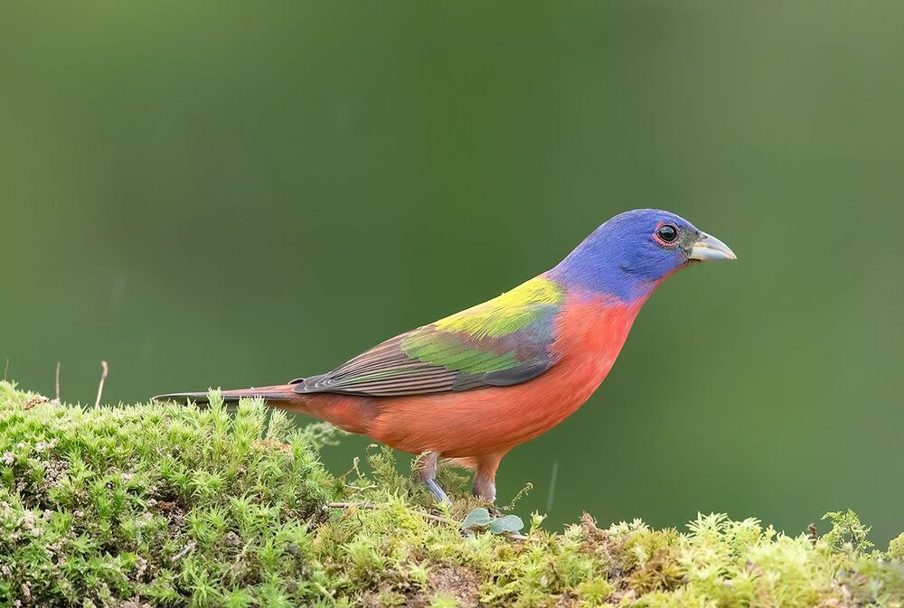 Расписной овсянковый кардинал - Painted bunting male and female