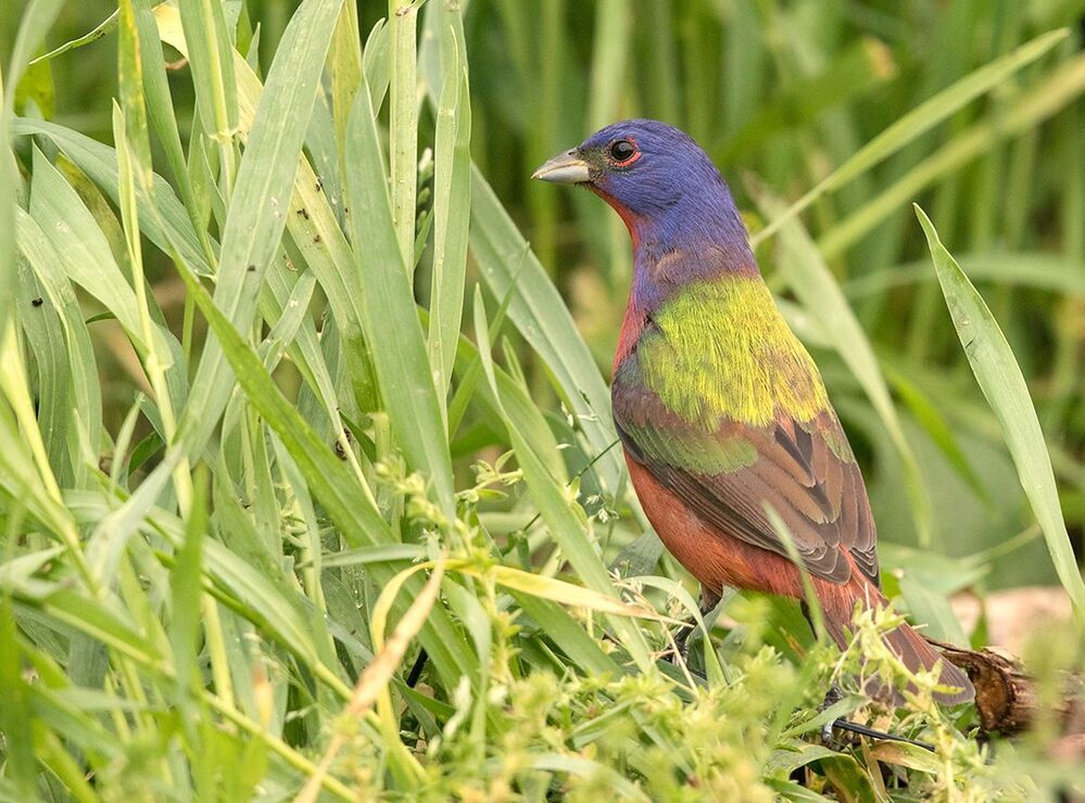Расписной овсянковый кардинал - Painted bunting male and female