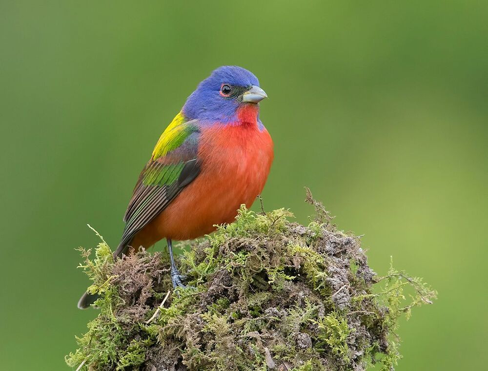 Расписной овсянковый кардинал - Painted bunting male and female