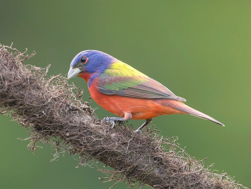 Расписной овсянковый кардинал - Painted bunting male and female