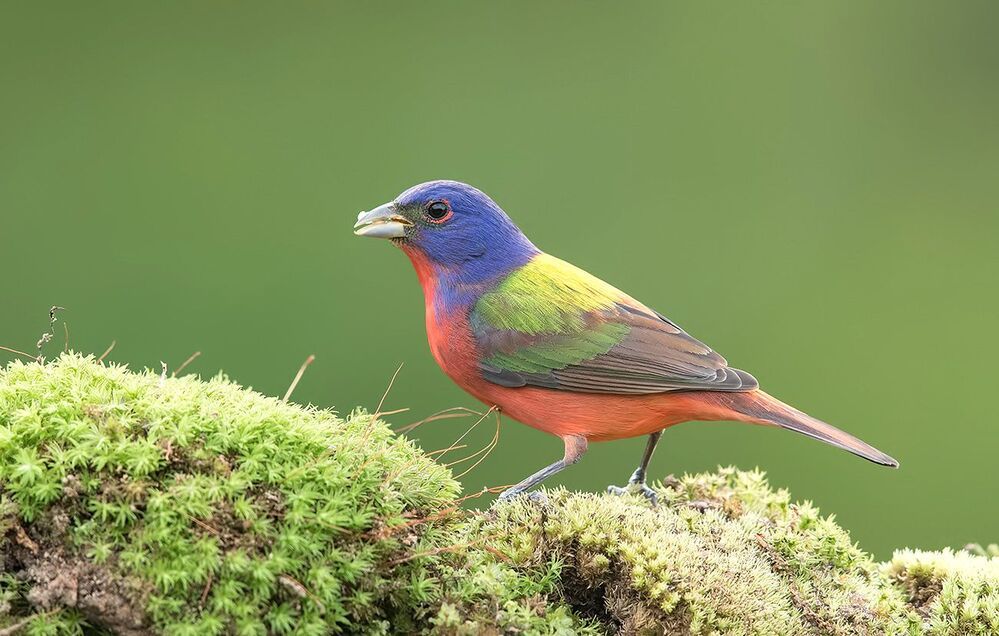 Расписной овсянковый кардинал - Painted bunting male and female