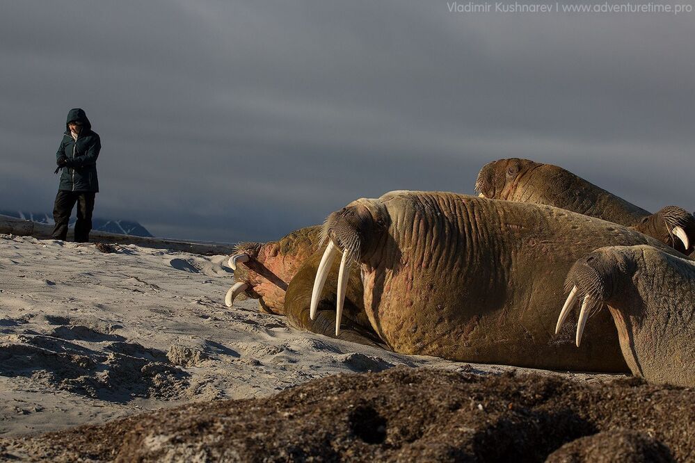 Svalbard
