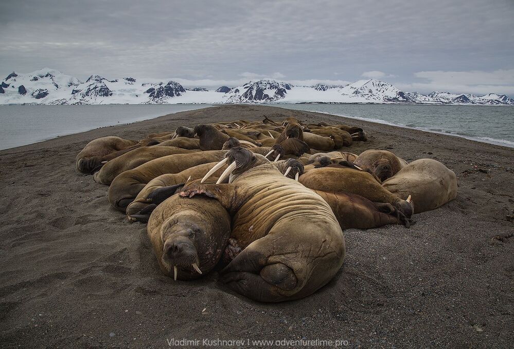 Svalbard