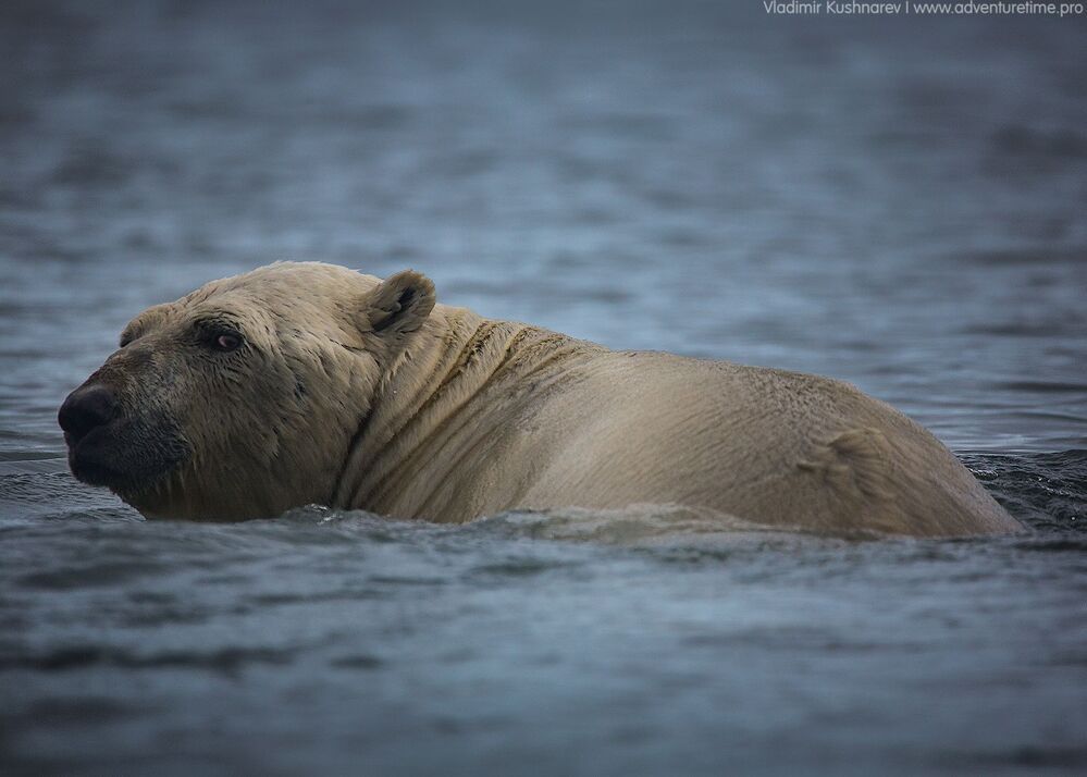 Svalbard