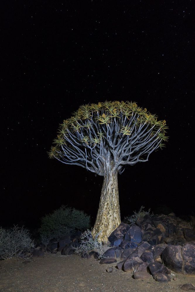 Namibia Колчановое дерево