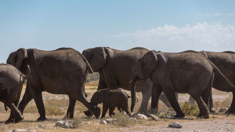 Namibia Etosha
