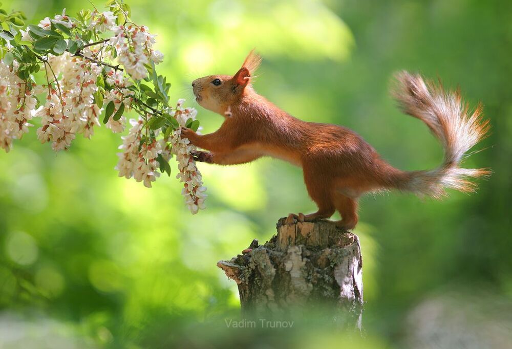 ***