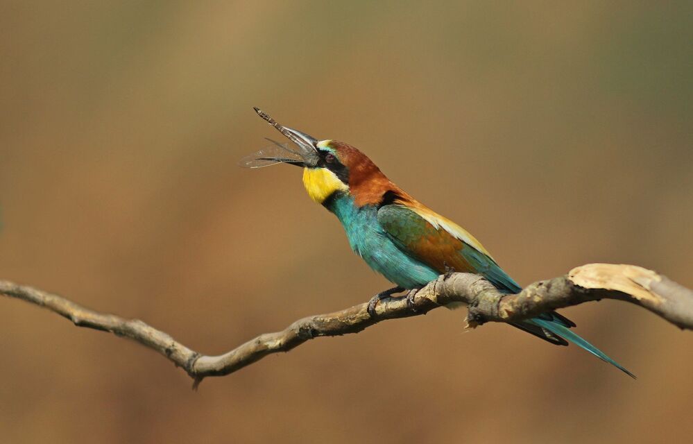 Золотистая щурка.(лат. Merops apiaster).