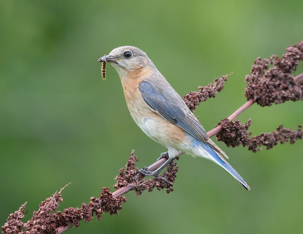 Восточная сиалия - Eastern Bluebird couple