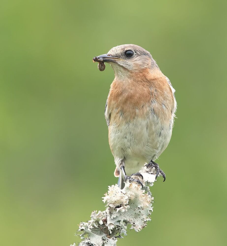 Восточная сиалия - Eastern Bluebird couple