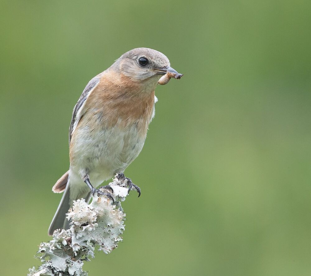 Восточная сиалия - Eastern Bluebird couple