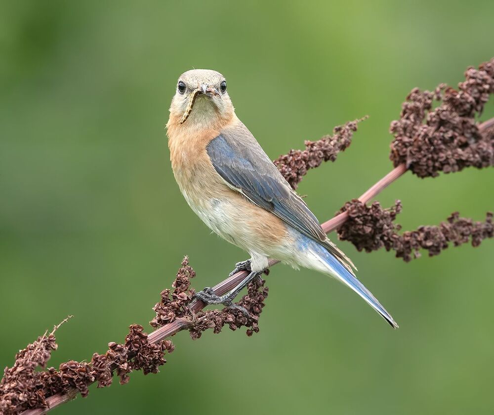 Восточная сиалия - Eastern Bluebird couple