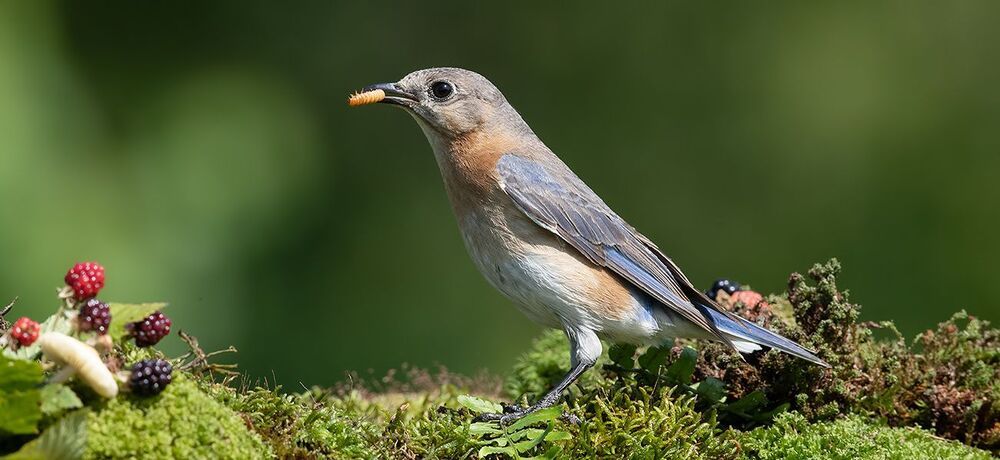 Восточная сиалия - Eastern Bluebird couple