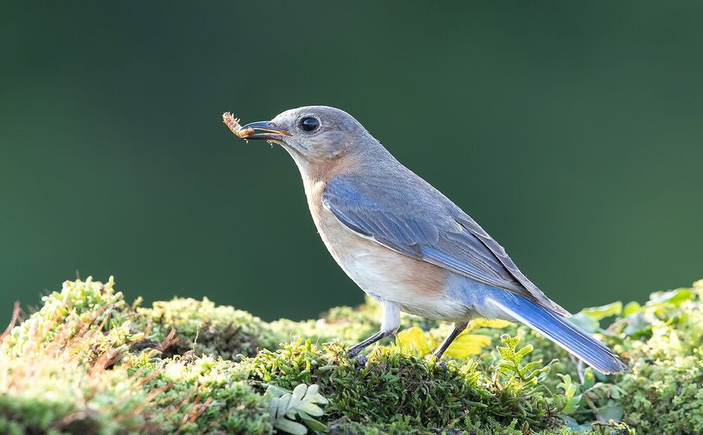 Восточная сиалия - Eastern Bluebird couple
