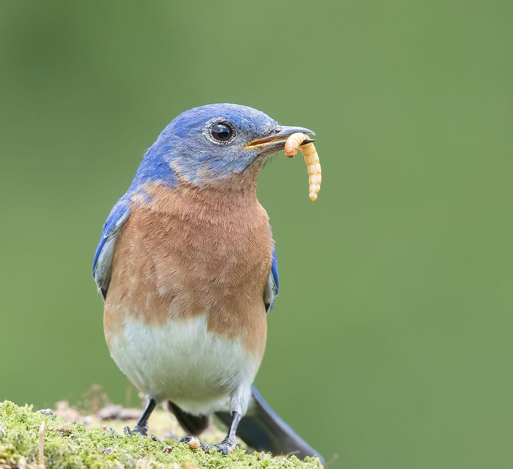 Восточная сиалия - Eastern Bluebird couple