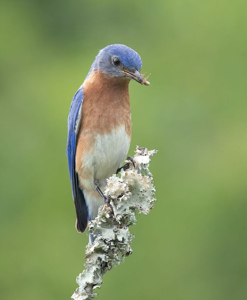 Восточная сиалия - Eastern Bluebird couple