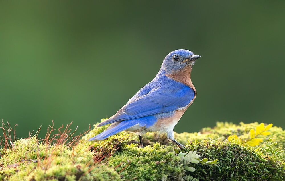 Восточная сиалия - Eastern Bluebird couple