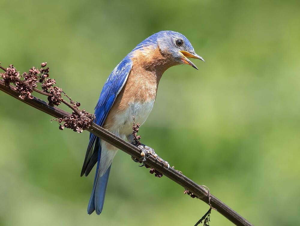 Восточная сиалия - Eastern Bluebird couple