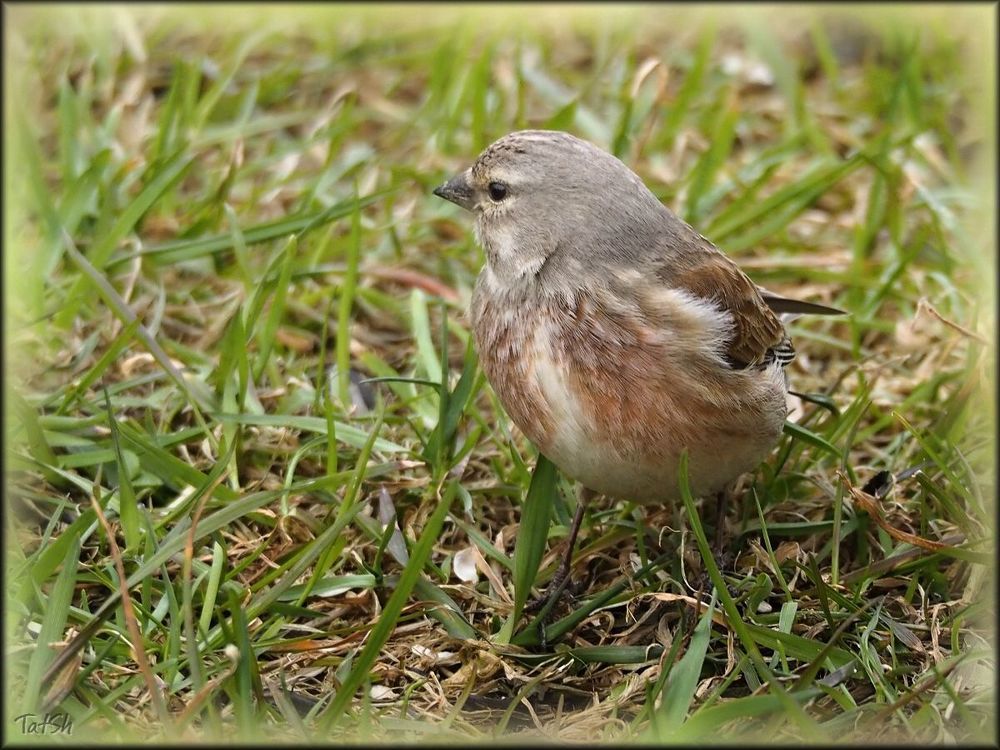 Коноплянка, или реполов (Carduelis cannabina)