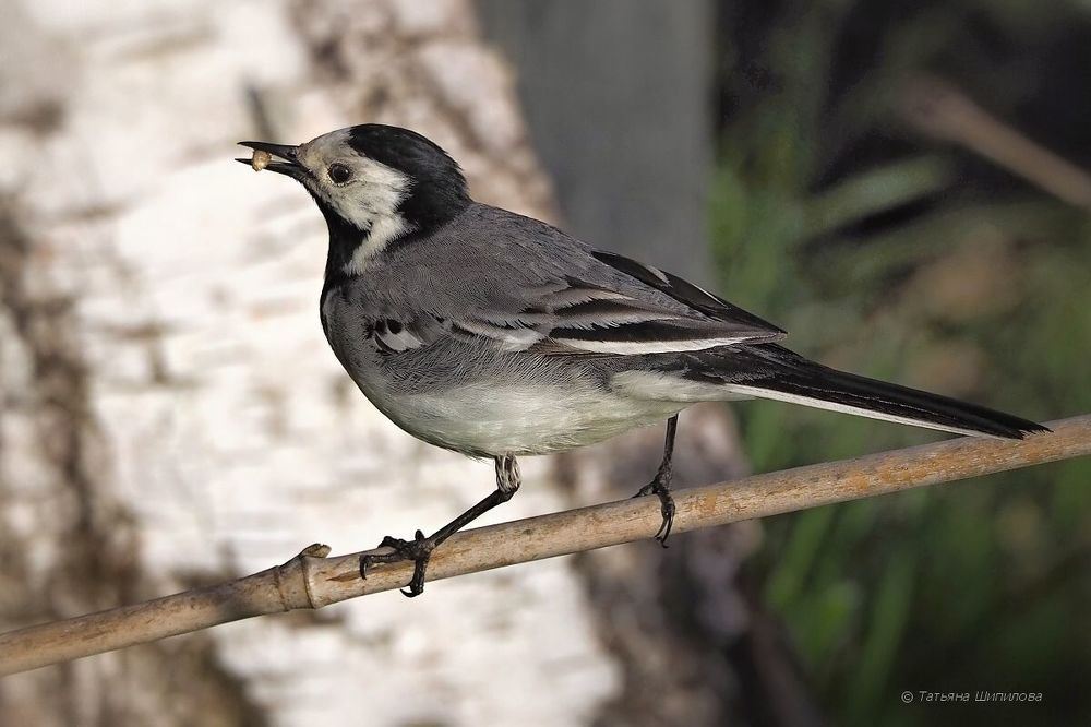 Белая трясогузка (Motacilla alba)