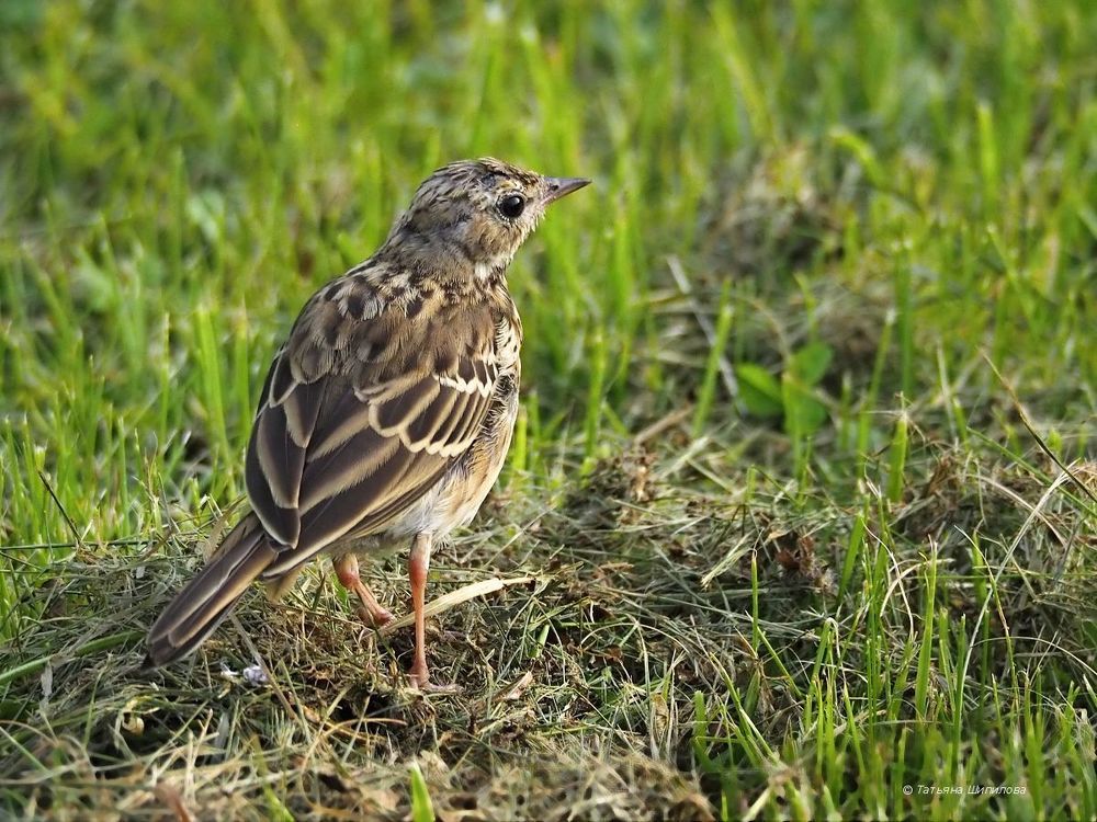 Лесной конёк, или лесная шеврица (Anthus trivialis)