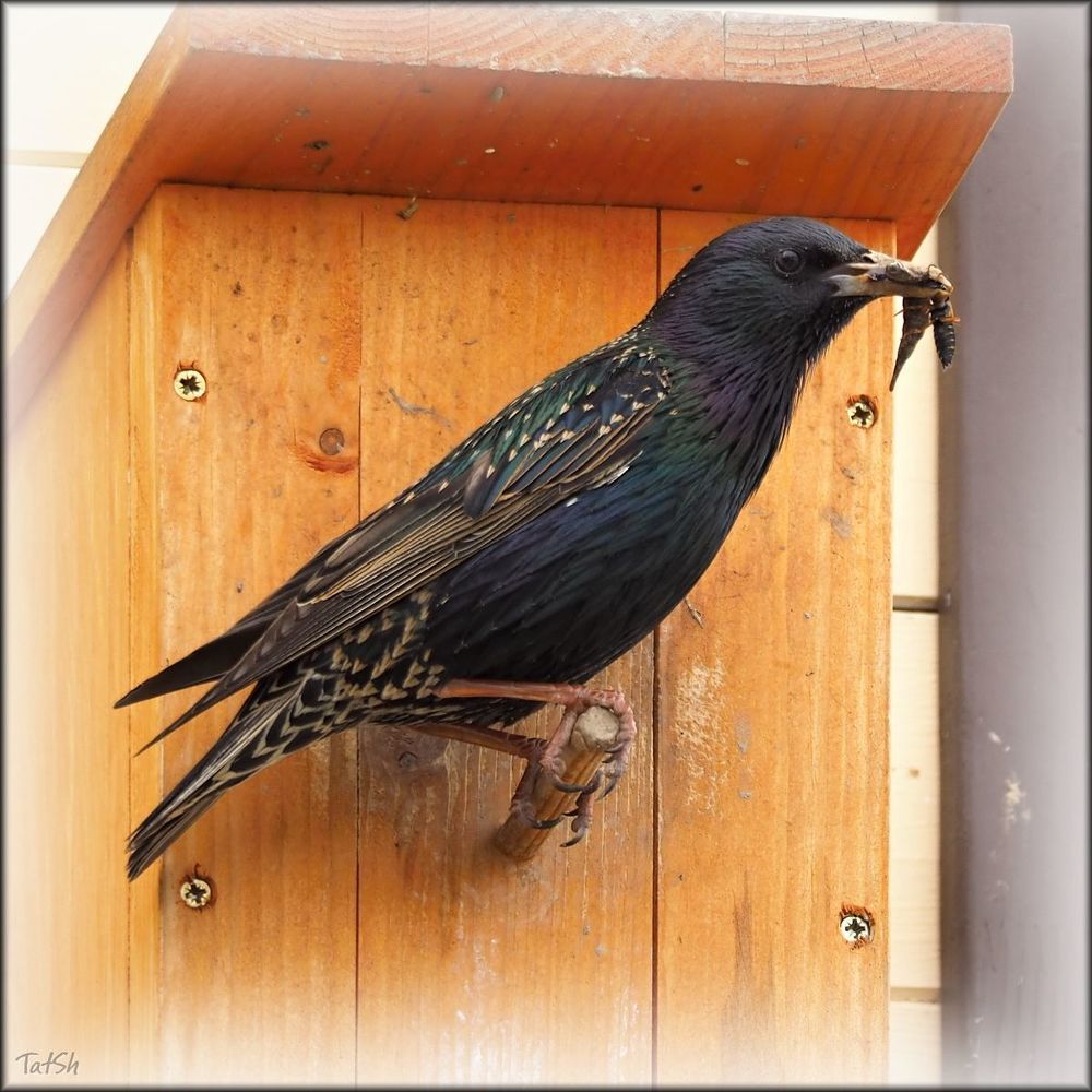Обыкновенный скворец (Sturnus vulgaris)