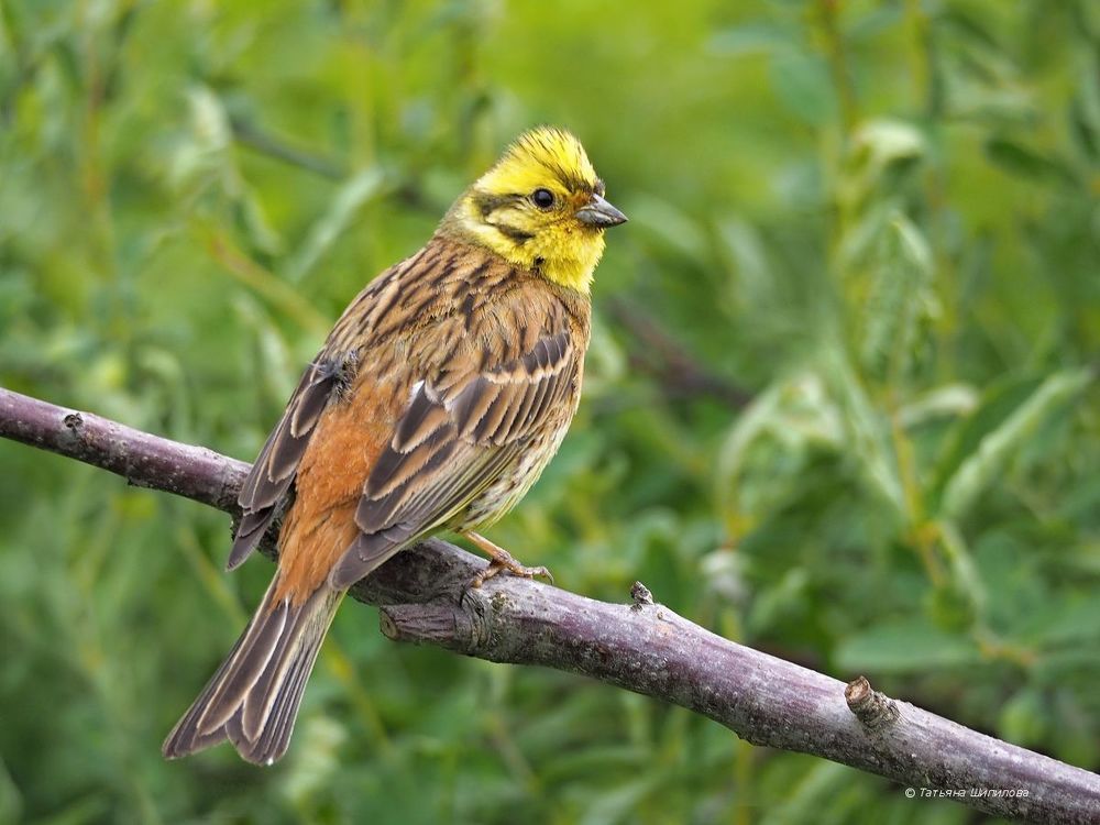 Обыкновенная овсянка (Emberiza citrinella)