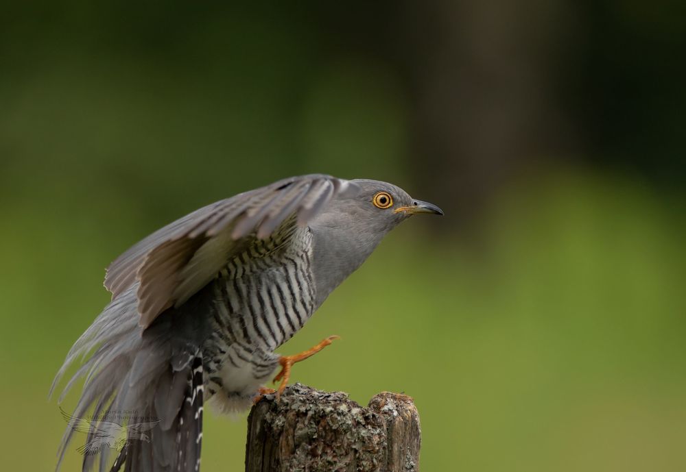 Cuckoo landing sequence , unfortunately I cut his tail.....
