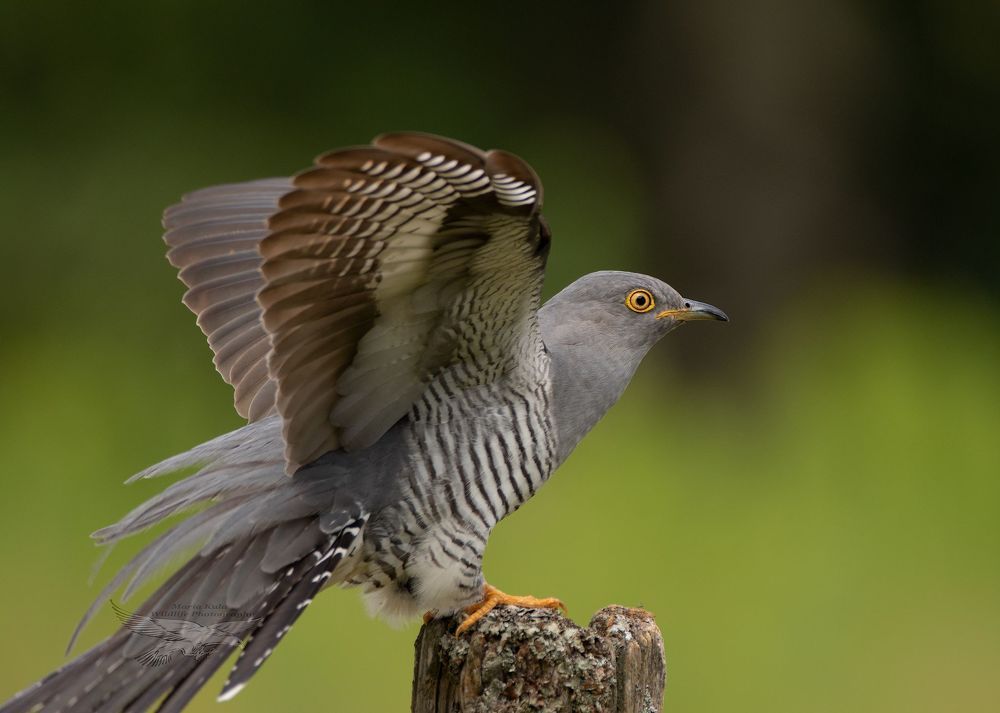 Cuckoo landing sequence , unfortunately I cut his tail.....