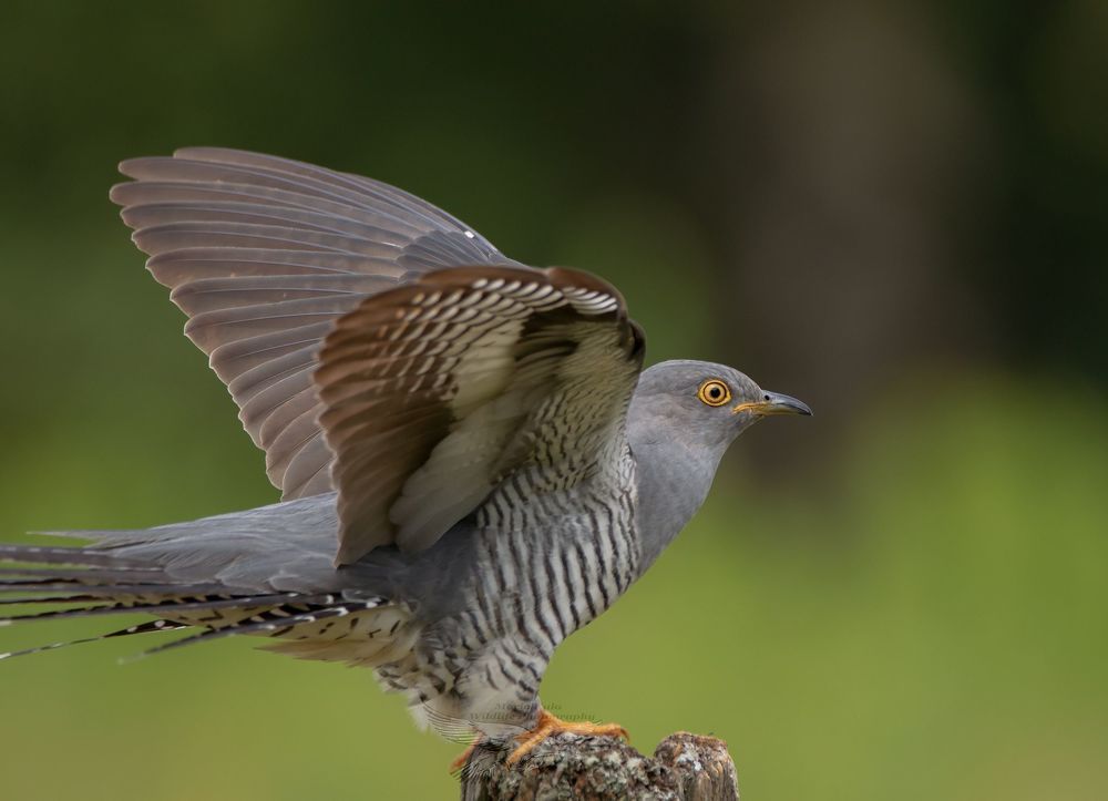Cuckoo landing sequence , unfortunately I cut his tail.....