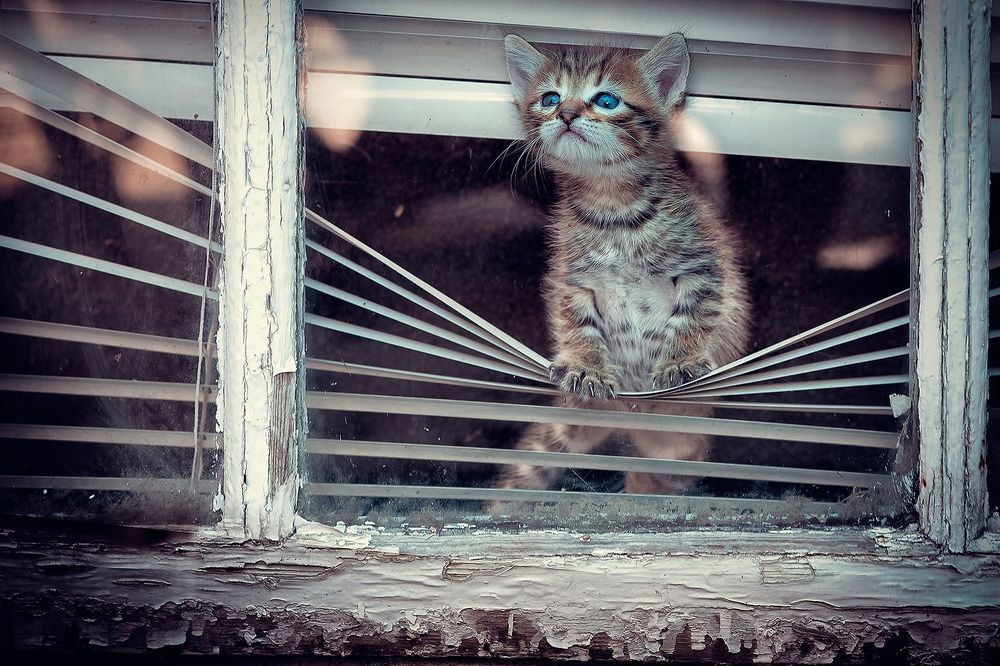 мимишные котики