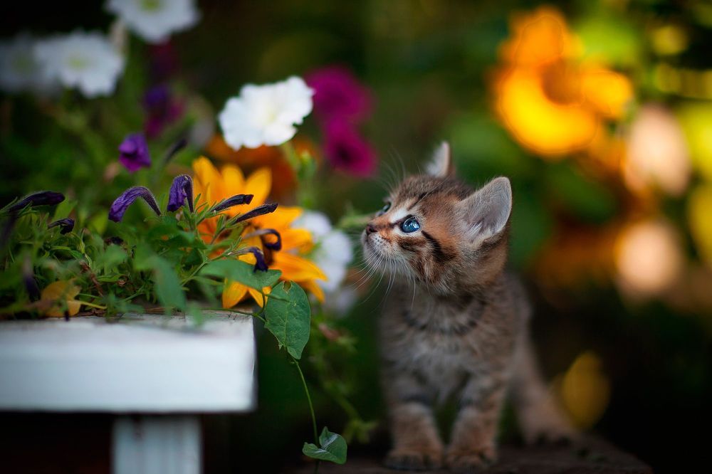 мимишные котики