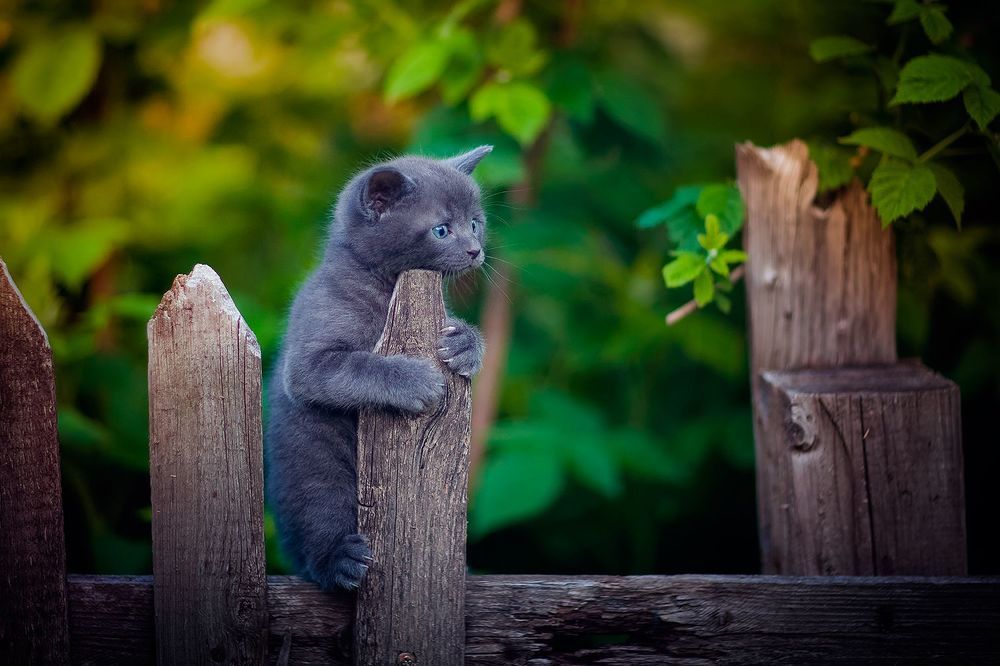 мимишные котики