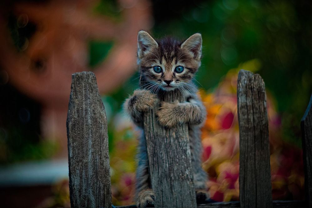 мимишные котики