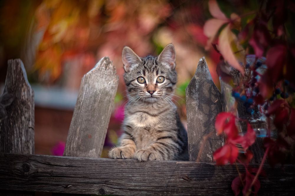 мимишные котики