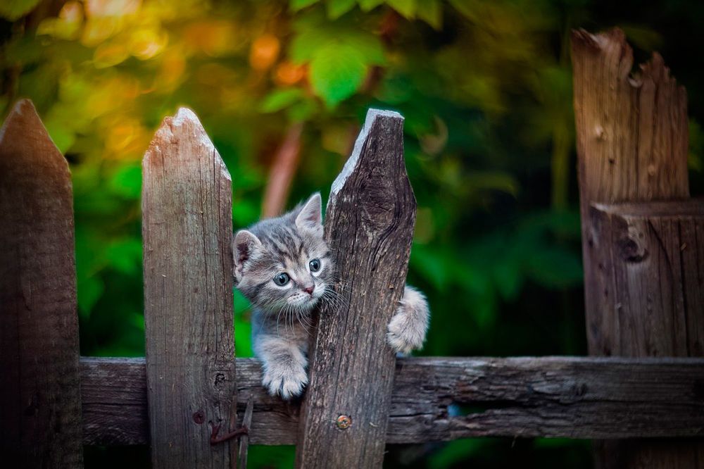 мимишные котики