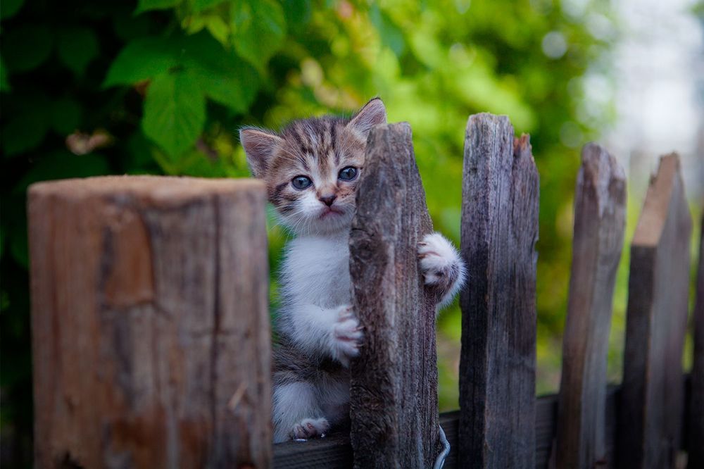 мимишные котики