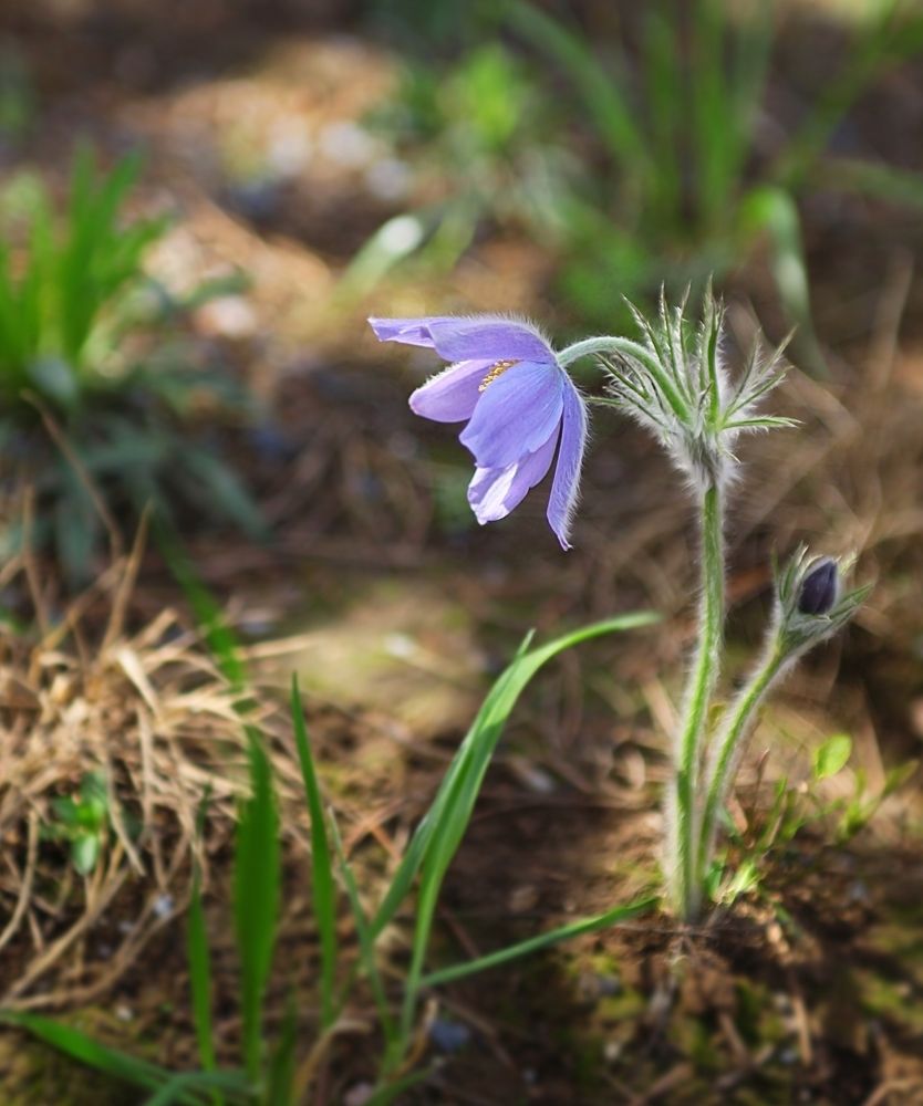 Anemone