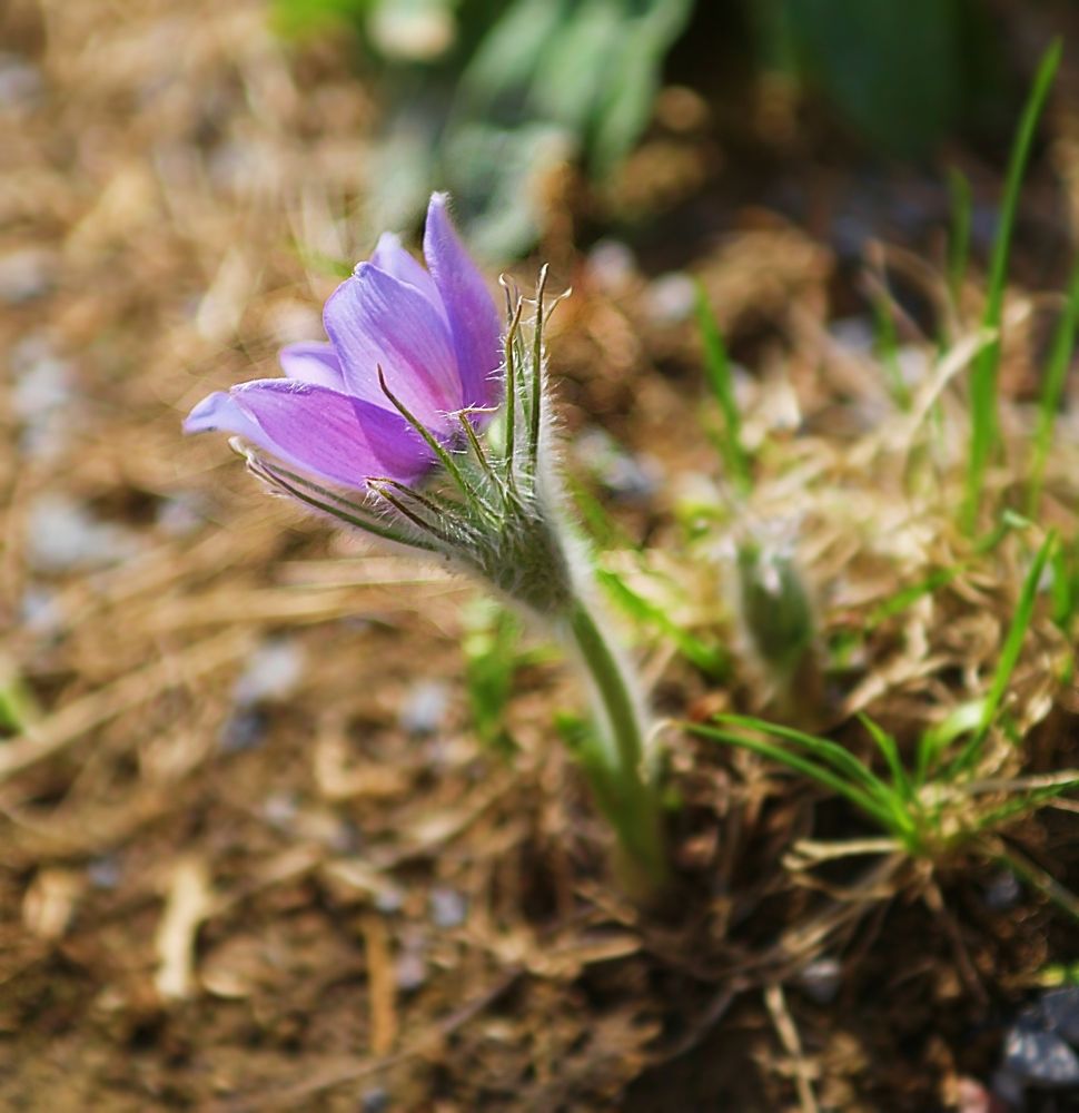 Anemone